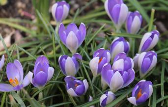Crocus-3242480  480 (kopio)